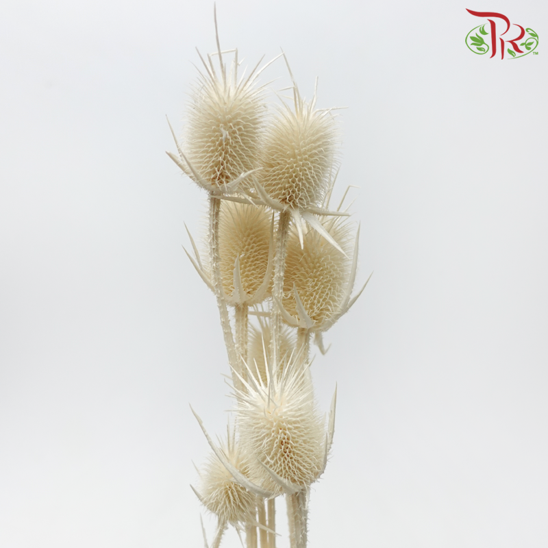 Dried Thistle - White-White-China-prflorist.com.my