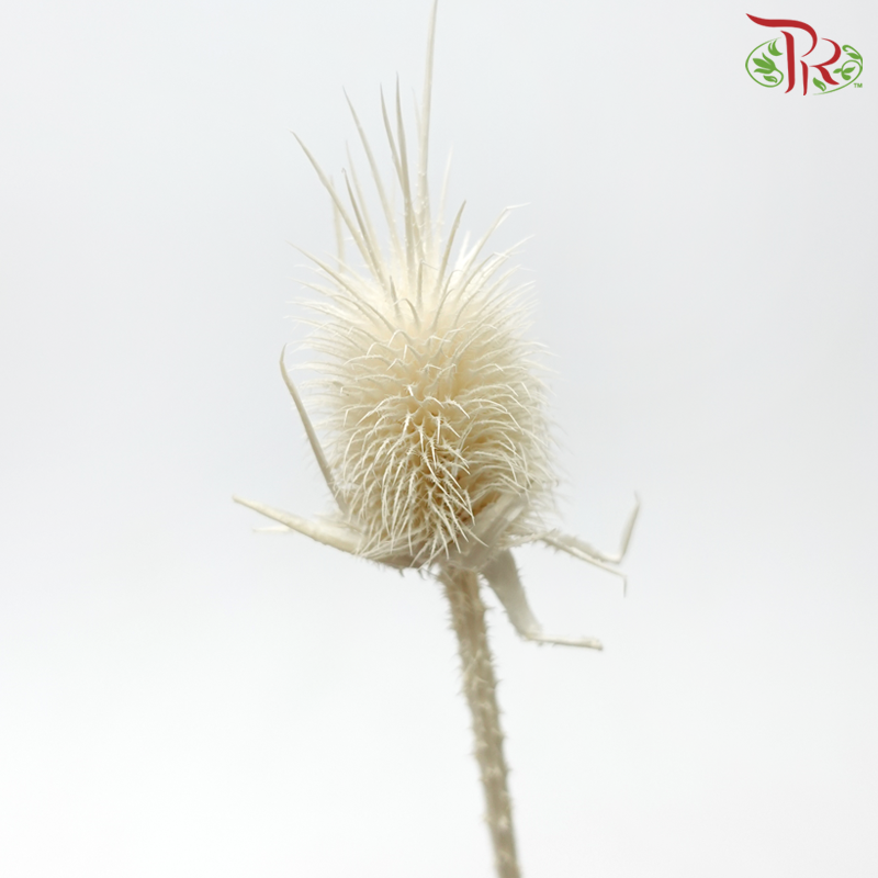 Dried Thistle - White-White-China-prflorist.com.my