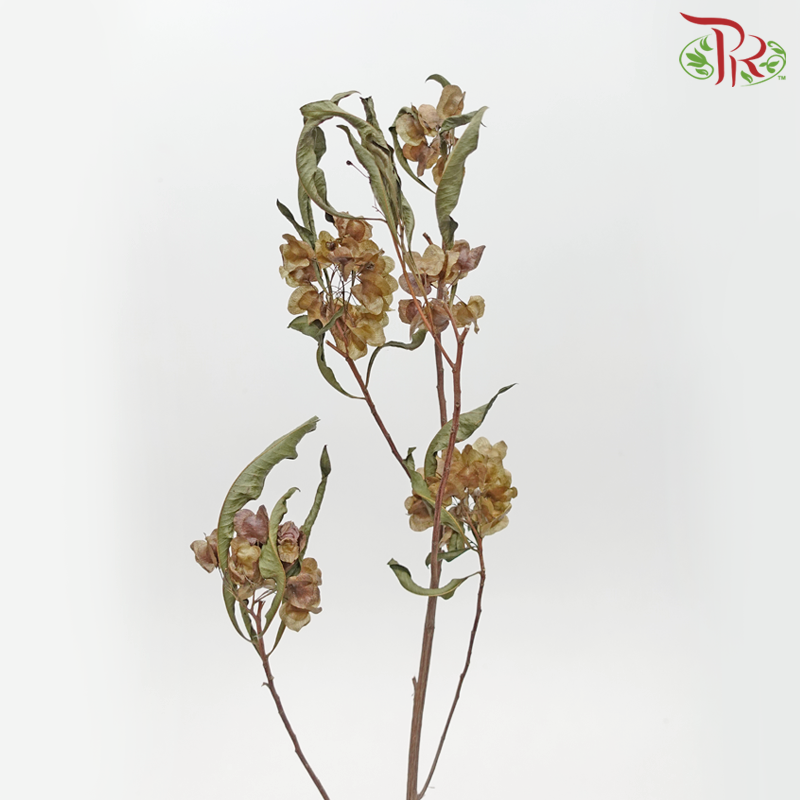 Dried Triangular Prism (Per Bunch)-Pudu Ria Florist-prflorist.com.my