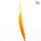 Dried Wheatgrass - Orange (Per Bunch)-Orange-China-prflorist.com.my