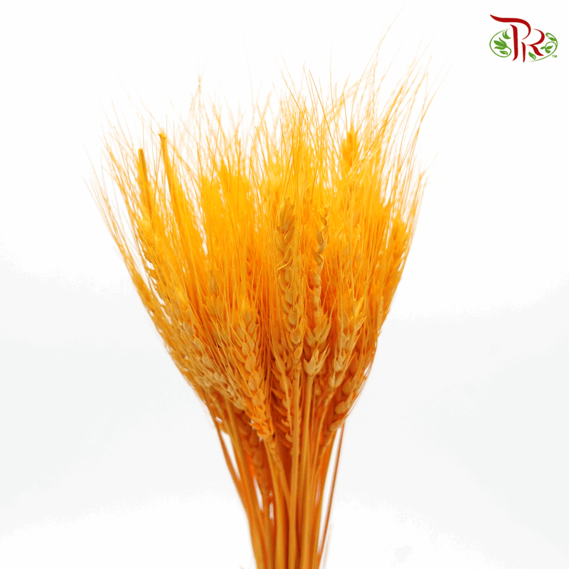 Dried Wheatgrass - Orange (Per Bunch)-Orange-China-prflorist.com.my