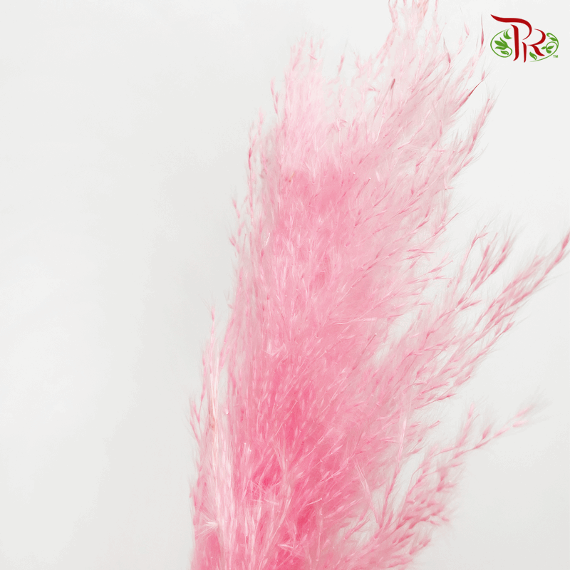 Dry Pampas 120cm - Light Pink (5 Stems)