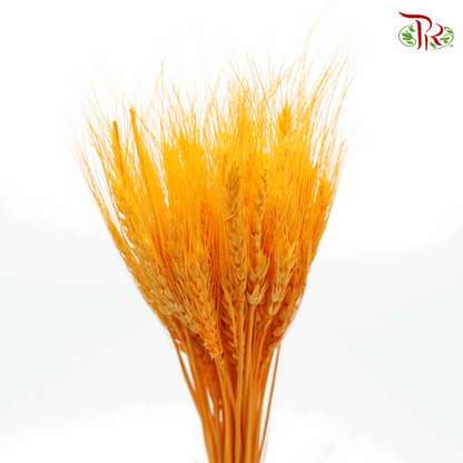 Dried Wheatgrass- Orange (Per Bunch) - Pudu Ria Florist