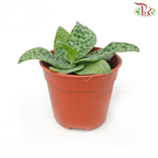 Drimiopsis Kirkii《油点百合》-Pudu Ria Florist-prflorist.com.my