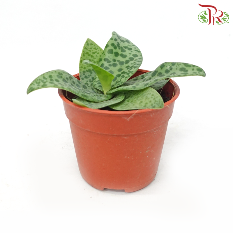 Drimiopsis Kirkii《油点百合》-Pudu Ria Florist-prflorist.com.my