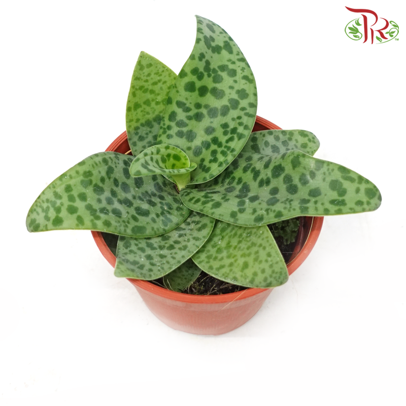 Drimiopsis Kirkii《油点百合》-Pudu Ria Florist-prflorist.com.my