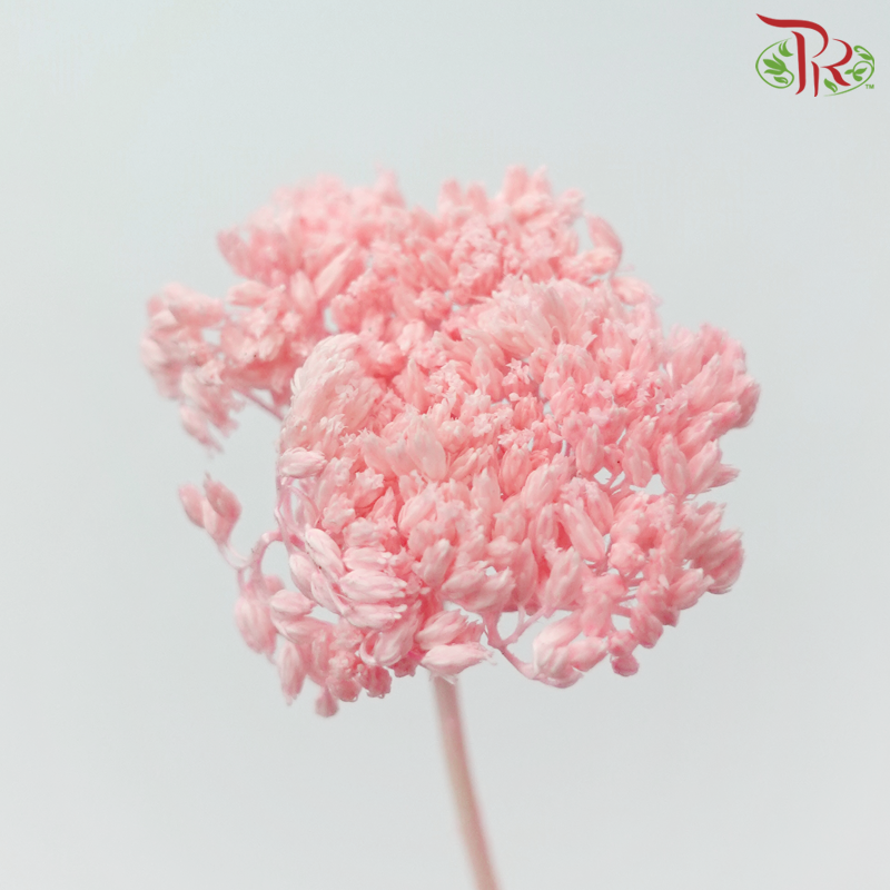 Dry Achillea - Dyed Coral Pink (Per Bunch)-Dyed Coral Pink-Import-prflorist.com.my