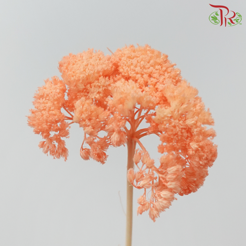 Dry Achillea - Dyed Orange (Per Bunch)-Dyed Orange-Import-prflorist.com.my