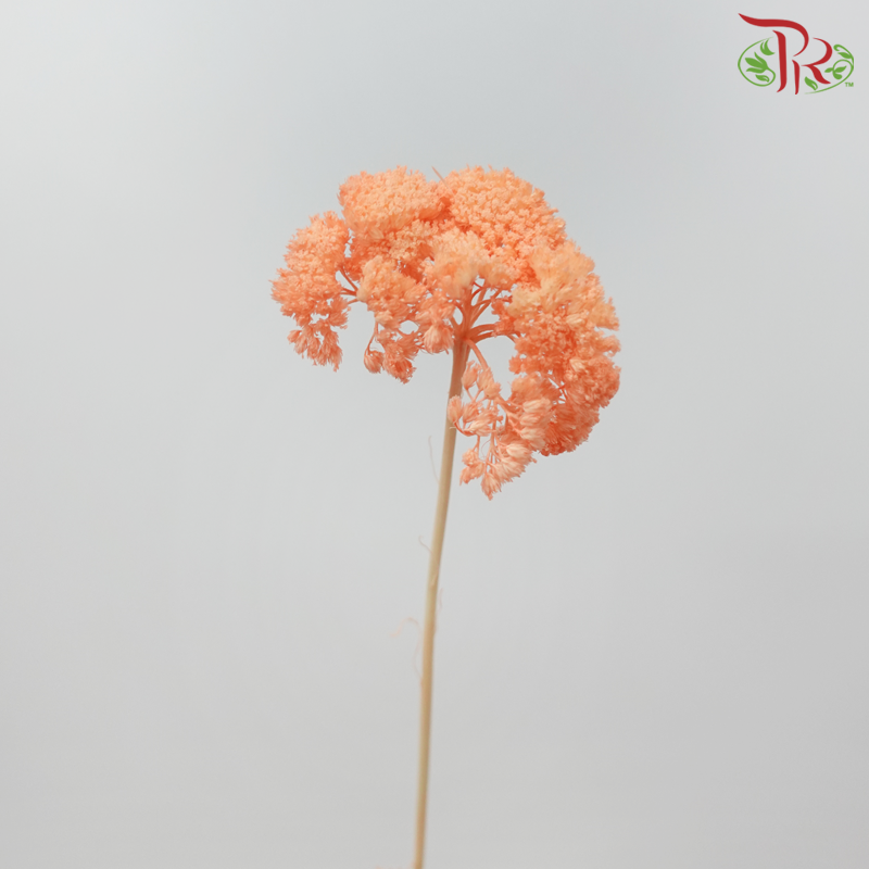 Dry Achillea - Dyed Orange (Per Bunch)-Dyed Orange-Import-prflorist.com.my