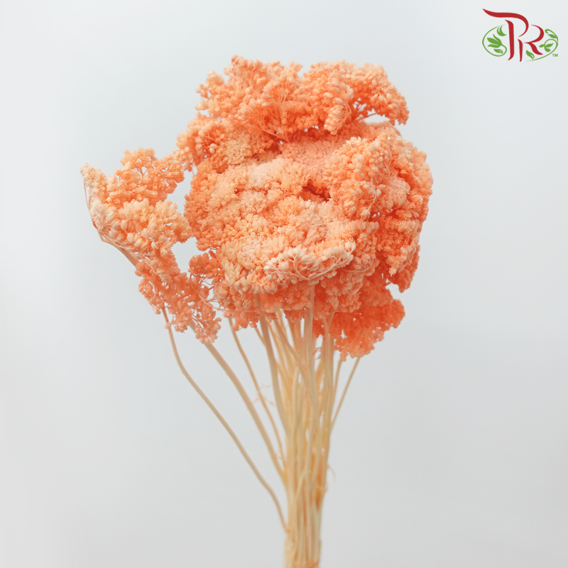 Dry Achillea - Dyed Orange (Per Bunch)-Dyed Orange-Import-prflorist.com.my