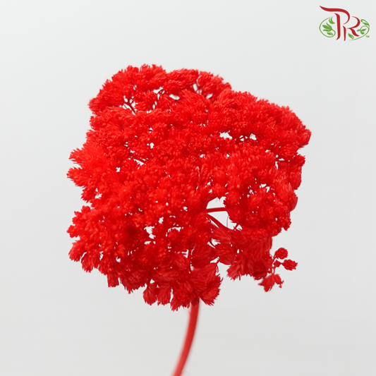 Dry Achillea - Dyed Red (Per Bunch)-Dyed Red-Import-prflorist.com.my