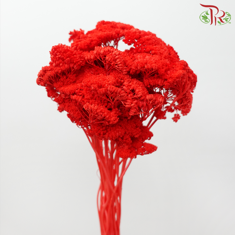 Dry Achillea - Dyed Red (Per Bunch)-Dyed Red-Import-prflorist.com.my