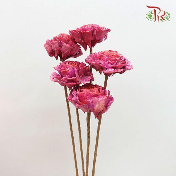 Dry Aeschynomene Medium - Hot Pink (5stems)-Pink-China-prflorist.com.my