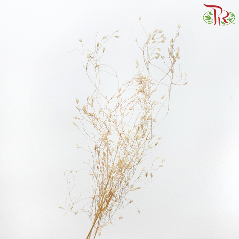 Dry Agrostis - (Per Bunch)-Import-prflorist.com.my