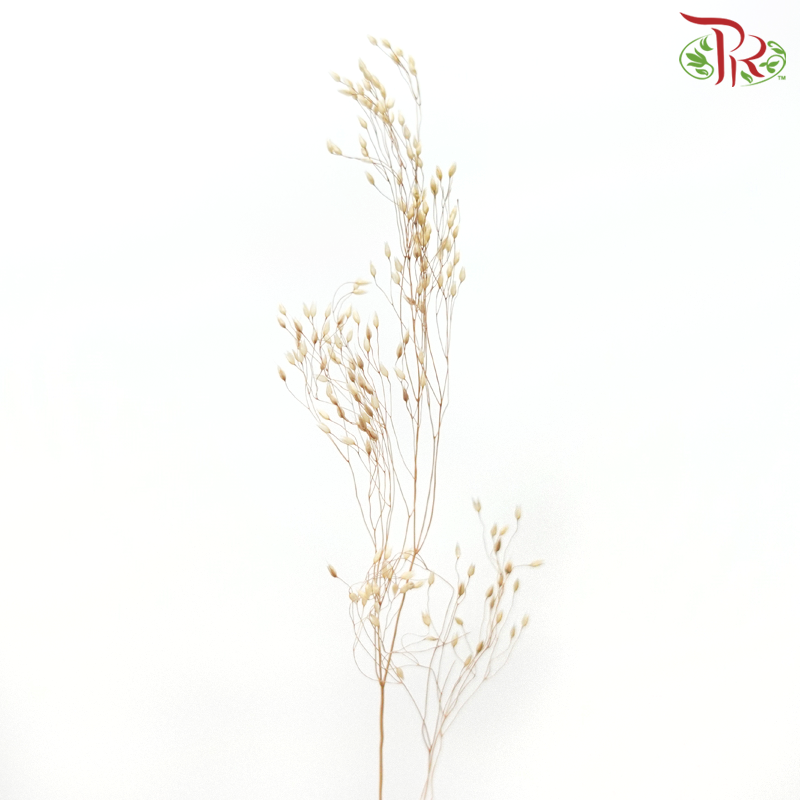 Dry Agrostis - (Per Bunch)-Import-prflorist.com.my