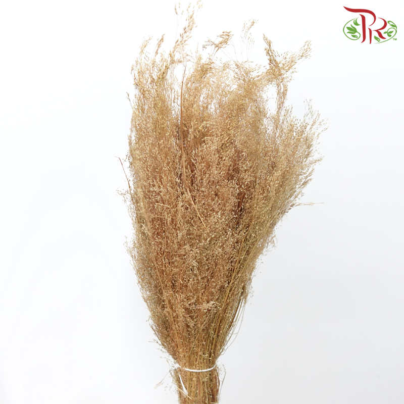 Dry Agrostis - (Per Bunch)-Import-prflorist.com.my