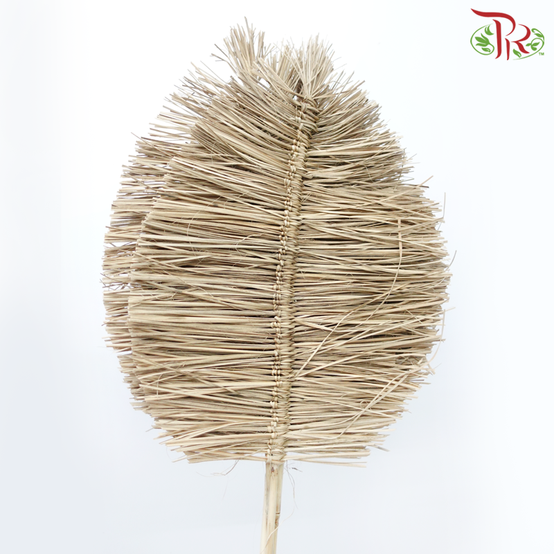 Dry Bamboo Boho Cana Leaf Natural - 55cm (5 Stems)-Natural-Netherland-prflorist.com.my