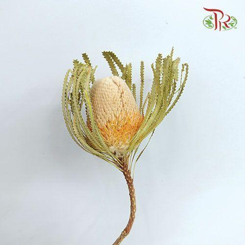 Dry Banksia - Per Stem-Import-prflorist.com.my