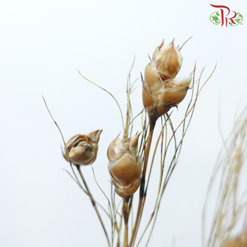 Dry Bird Grass (Per Bunch)-China-prflorist.com.my