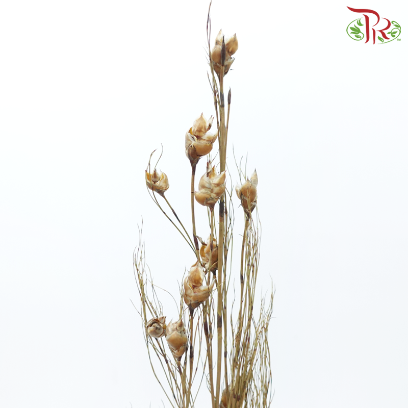 Dry Bird Grass (Per Bunch)-China-prflorist.com.my