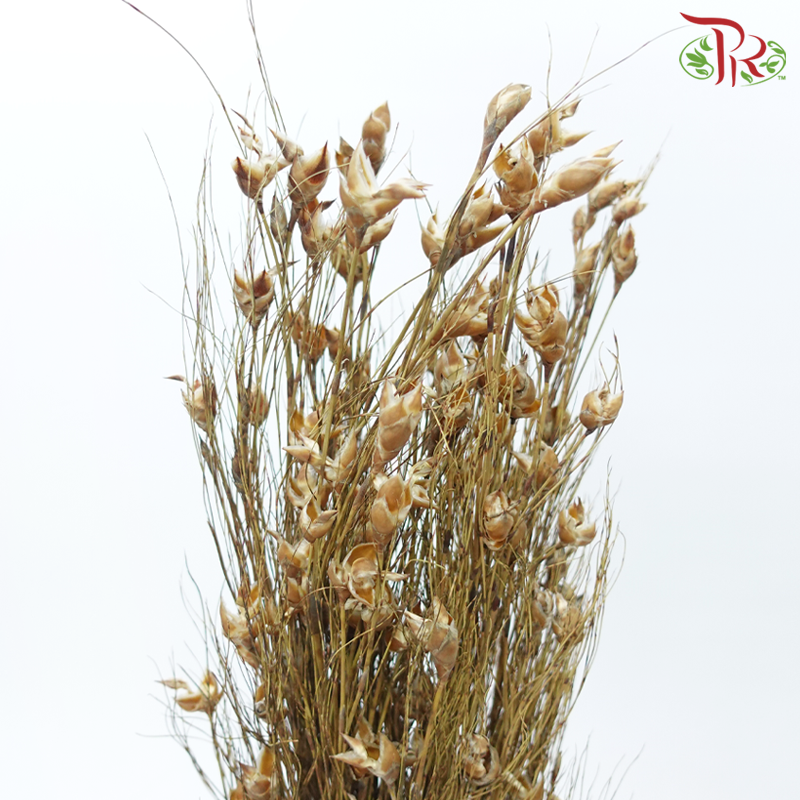 Dry Bird Grass (Per Bunch)-China-prflorist.com.my