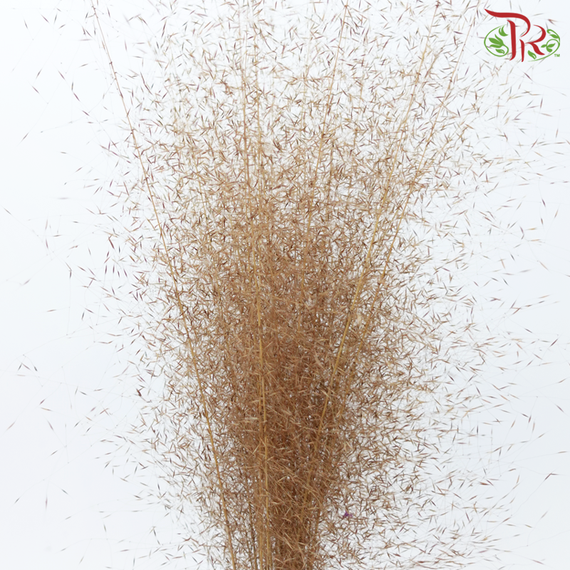 Dry Bleached Muhly Grass - Brown (Per Bunch)-Brown-China-prflorist.com.my