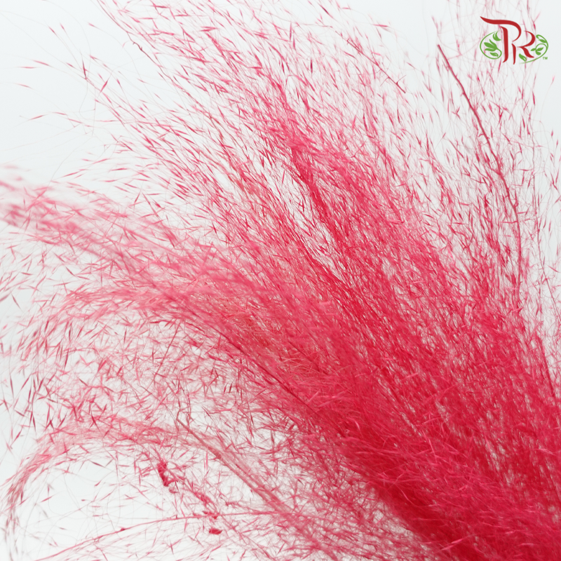 Dry Bleached Muhly Grass - Pink (Per Bunch)-Pink-China-prflorist.com.my