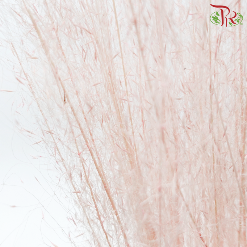 Dry Bleached Muhly Grass - Pink (Per Bunch)-Pink-China-prflorist.com.my