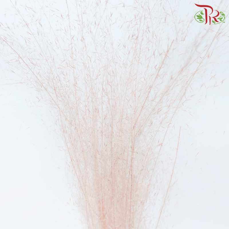 Dry Bleached Muhly Grass - Pink (Per Bunch)-Pink-China-prflorist.com.my