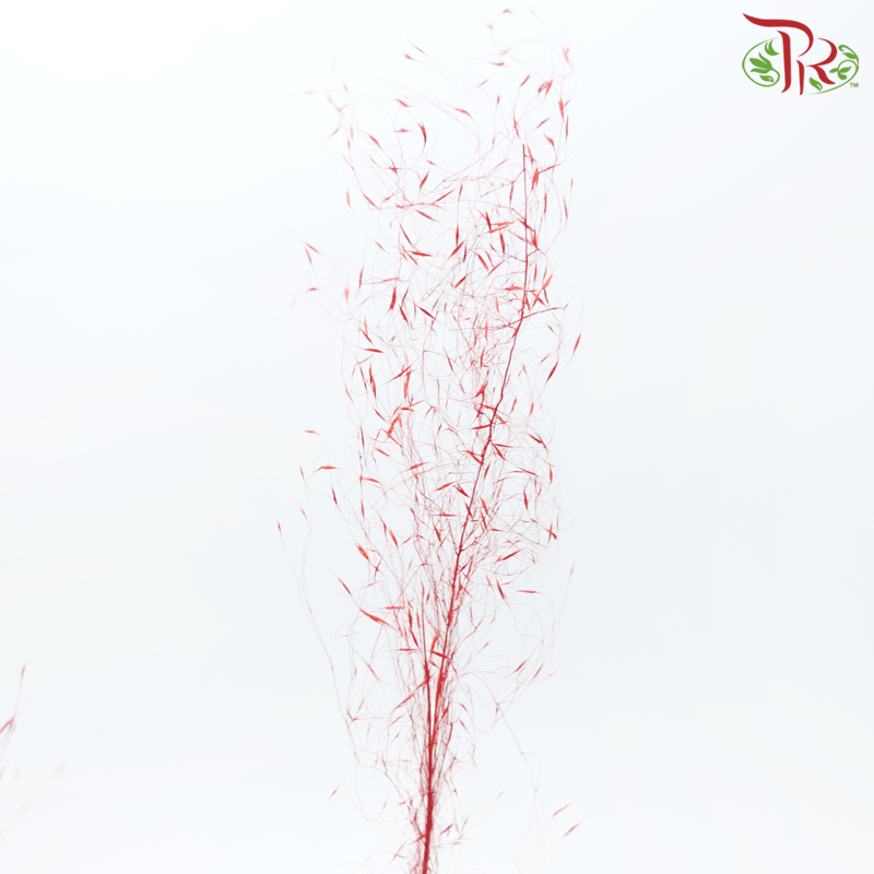 Dry Bleached Muhly Grass - Red (Per Bunch)-Red-China-prflorist.com.my