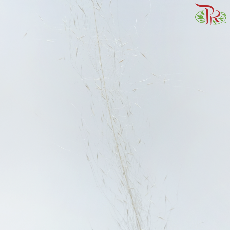 Dry Bleached Muhly Grass - White (Per Bunch)-White-China-prflorist.com.my