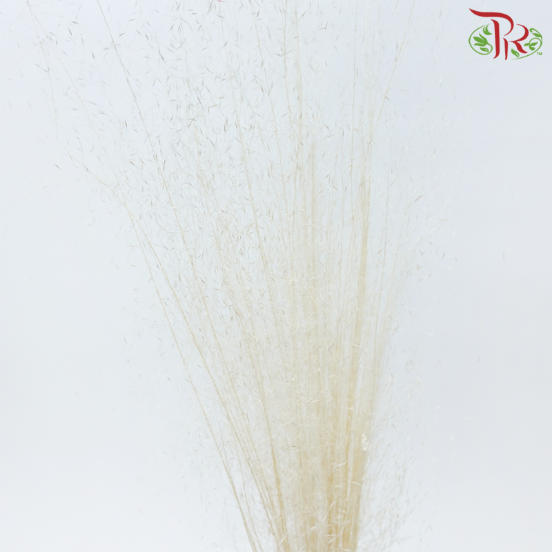 Dry Bleached Muhly Grass - White (Per Bunch)-White-China-prflorist.com.my