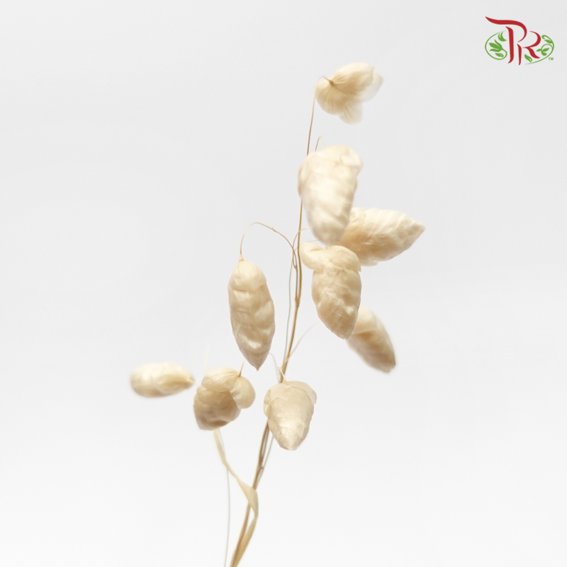 Dry Briza Salino - Bleached (Per Bunch)-Bleached-Import-prflorist.com.my