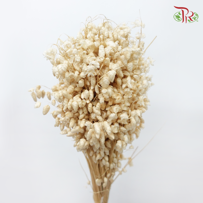 Dry Briza Salino - Bleached (Per Bunch)-Bleached-Import-prflorist.com.my