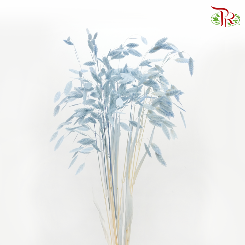 Dry Chasmanthium - Baby Blue (Per Bunch)-Baby Blue-China-prflorist.com.my