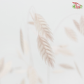Dry Chasmanthium - Baby Pink (Per Bunch)-Baby Pink-China-prflorist.com.my