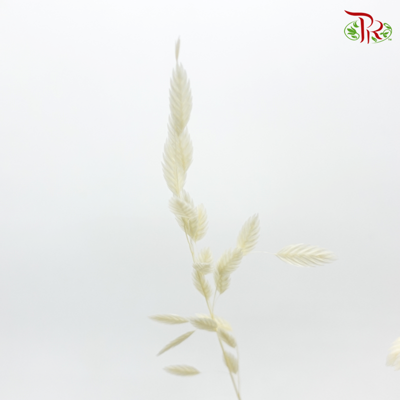 Dry Chasmanthium - Milky Yellow (Per Bunch)-Milky Yellow-China-prflorist.com.my