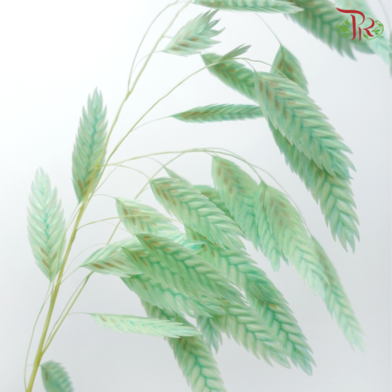 Dry Chasmanthium - Pastel Green (Per Bunch)-Pastel Green-China-prflorist.com.my