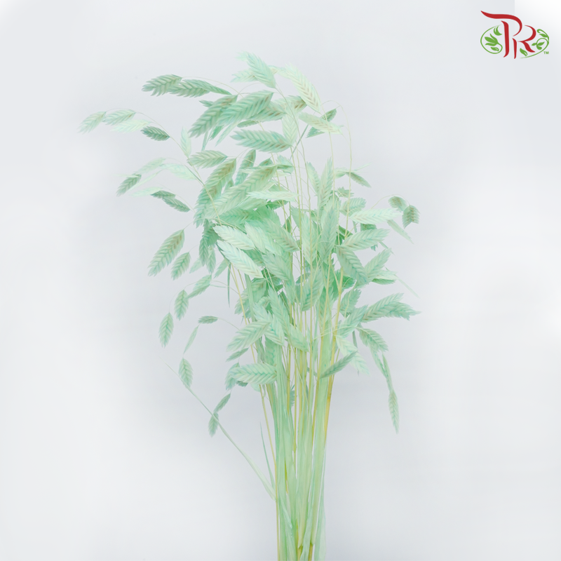 Dry Chasmanthium - Pastel Green (Per Bunch)-Pastel Green-China-prflorist.com.my