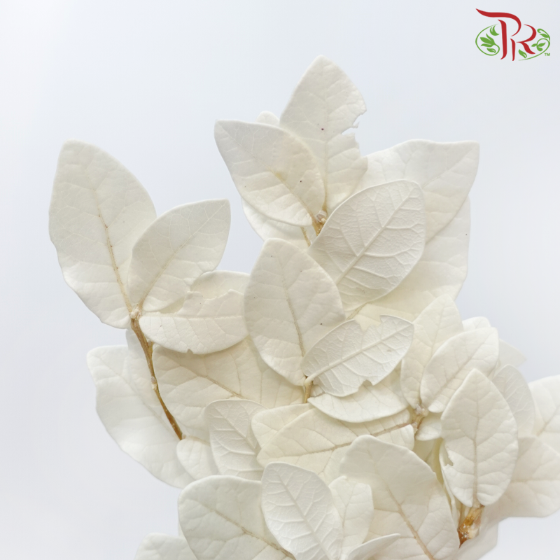 Dry Chestnut Leaf - White (Per Bunch)-White-China-prflorist.com.my