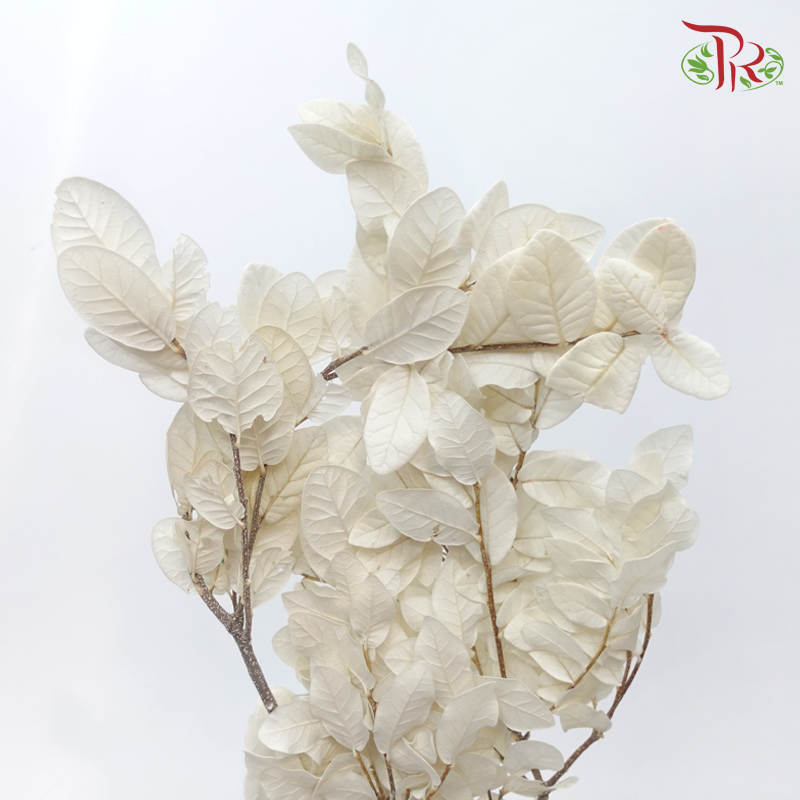 Dry Chestnut Leaf - White (Per Bunch)-White-China-prflorist.com.my