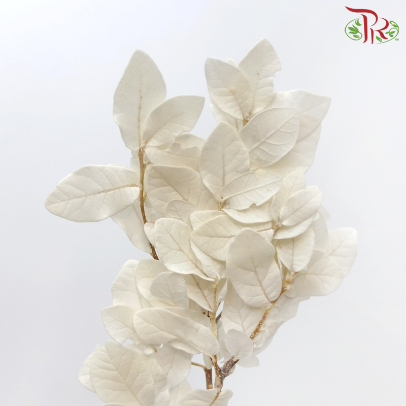 Dry Chestnut Leaf - White (Per Bunch)-White-China-prflorist.com.my