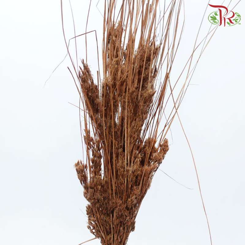 Dry Couch Grass - Brown (Per Bunch)-Brown-China-prflorist.com.my
