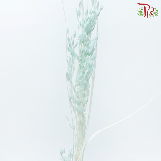 Dry Couch Grass - Light Turquoise (Per Bunch)-Light Turquoise-China-prflorist.com.my