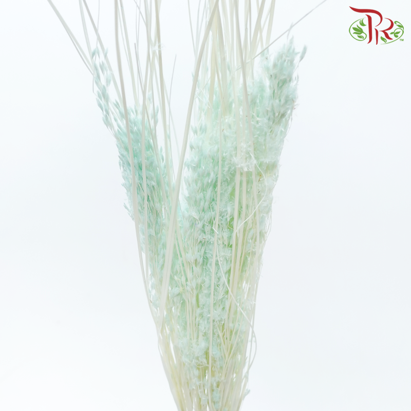 Dry Couch Grass - Light Turquoise (Per Bunch)-Light Turquoise-China-prflorist.com.my