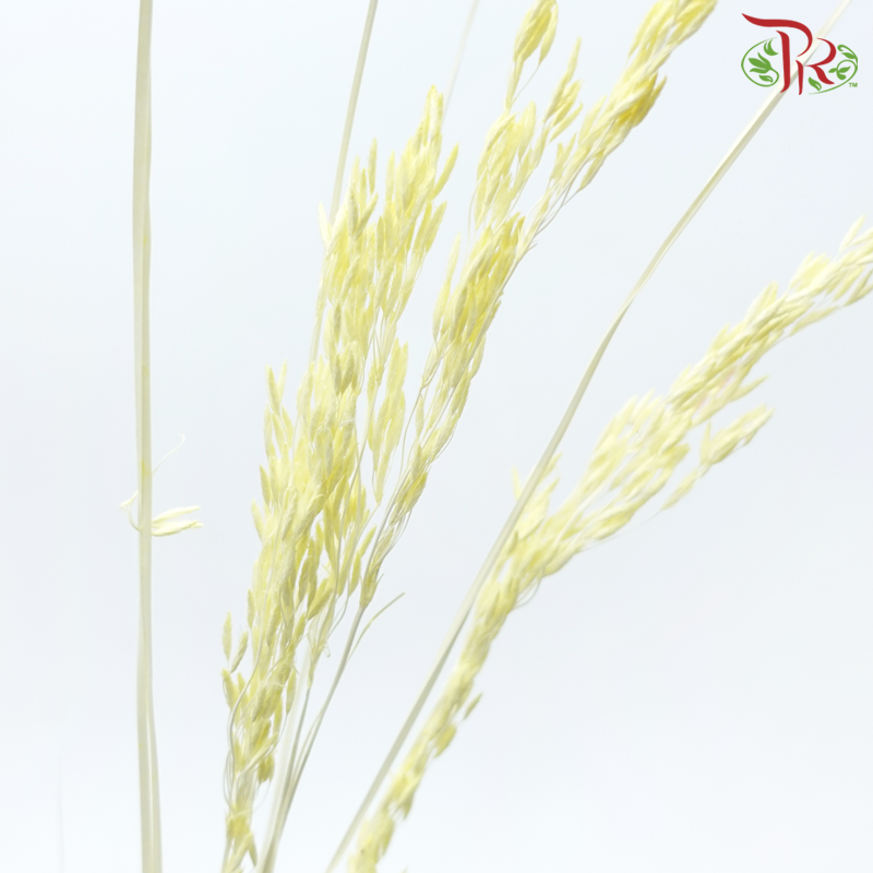 Dry Couch Grass - Light Yellow (Per Bunch)-Light Yellow-China-prflorist.com.my