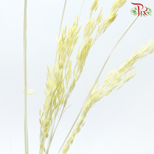 Dry Couch Grass - Light Yellow (Per Bunch)-Light Yellow-China-prflorist.com.my