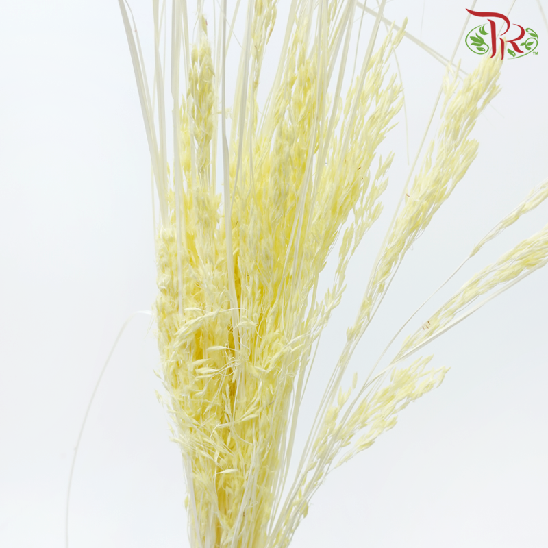 Dry Couch Grass - Light Yellow (Per Bunch)-Light Yellow-China-prflorist.com.my