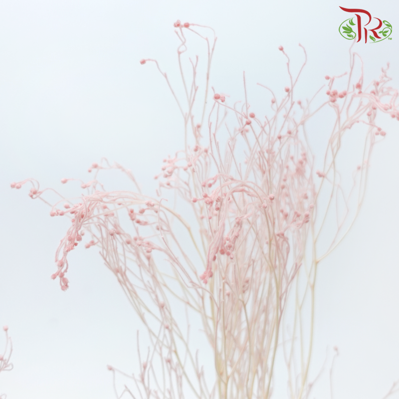 Dry Dream Grass - Pink (Per Bunch)-Pink-China-prflorist.com.my