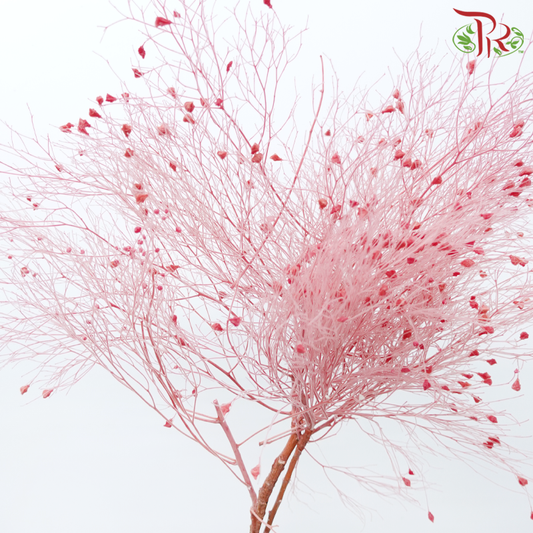 Dry Dream Grass - Red (Per Bunch)-Red-China-prflorist.com.my
